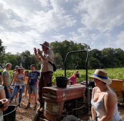 Vendanges gourmandes au Château Bas d'Aumelas