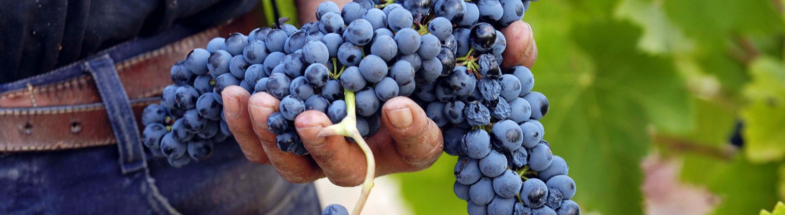 CHATEAU CAPION © chateau capion aniane