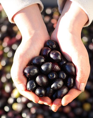 Poignée d'olives noires – Olidoc Clermont l’Hérault - produits du Languedoc