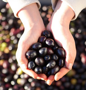 Poignée d'olives noires – Olidoc Clermont l’Hérault - produits du Languedoc