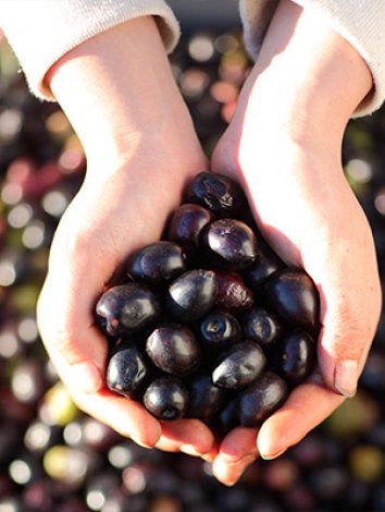 Poignée d'olives noires – Olidoc Clermont l’Hérault - produits du Languedoc