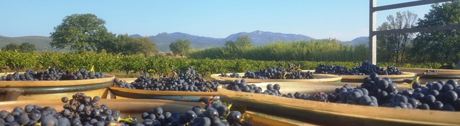 DOMAINE DE L'ARGENTEILLE © Jeanjean