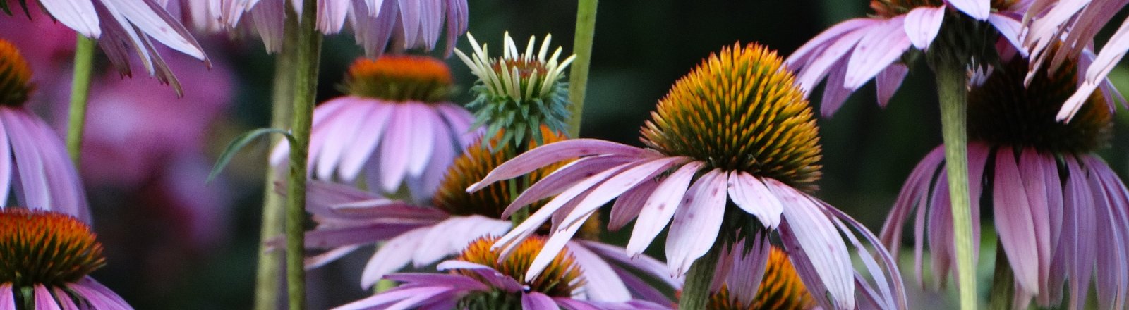 Jardin Château Capion © Pays Coeur d'Hérault