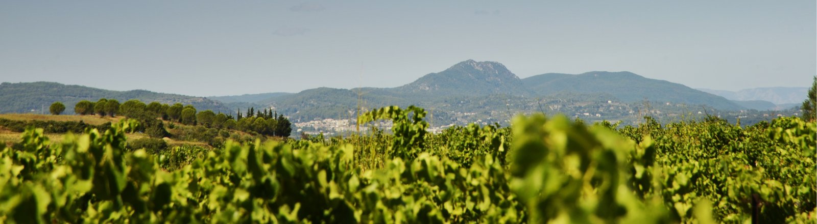 Terrasses du Larzac - Château Capion © Olivier Diaz de Zarate