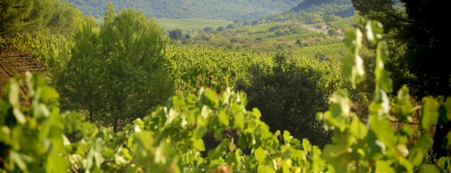 Paysage Vignoble de Cabrières