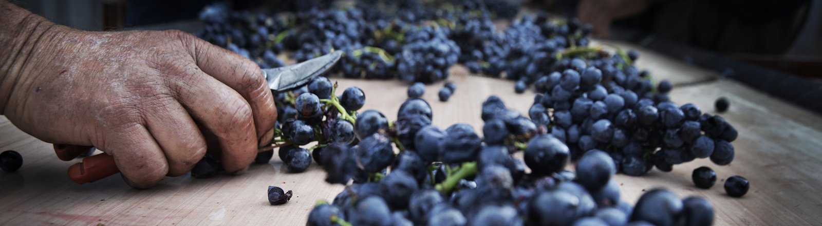 Travail de la vigne - Domaine de la Dourbie © Olivier Diaz de Zarate
