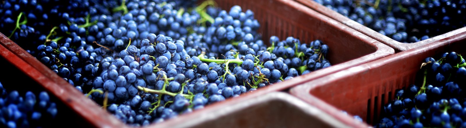 Vendanges au domaine de la Domaine de la  Dourbie © Olivier Diaz de Zarate
