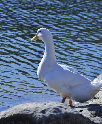Canard au Parc du Prieuré Saint-Michel de Grandmont