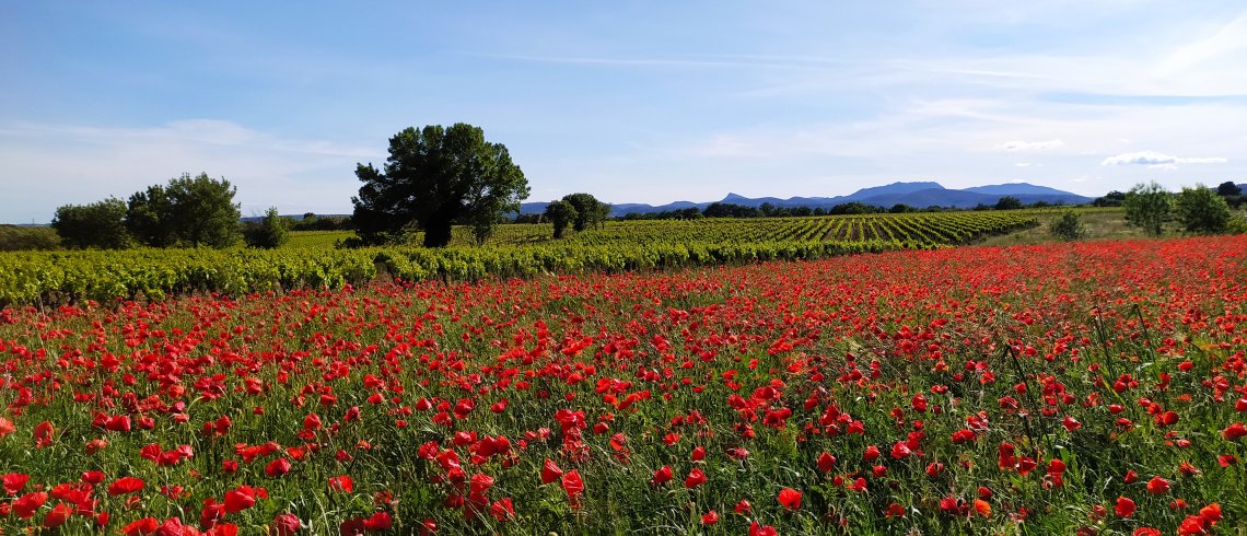 Le vignoble du Languedoc Coeur d'Hérault au printemps