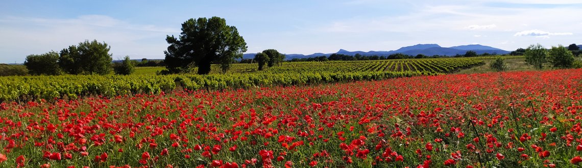 Le vignoble du Languedoc Coeur d'Hérault au printemps