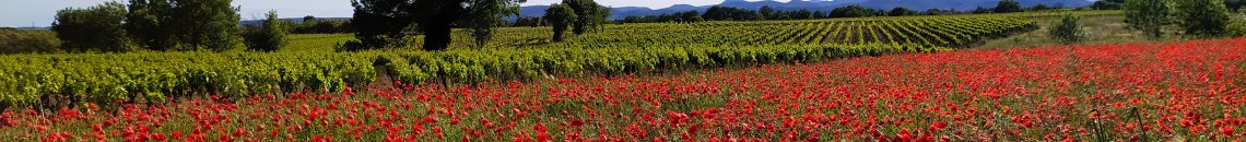 Le vignoble du Languedoc Coeur d'Hérault au printemps