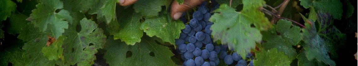 Grappe de raisins rouge sur un cep de vigne - les cépages dans les vins du Languedoc Cœur d’Hérault