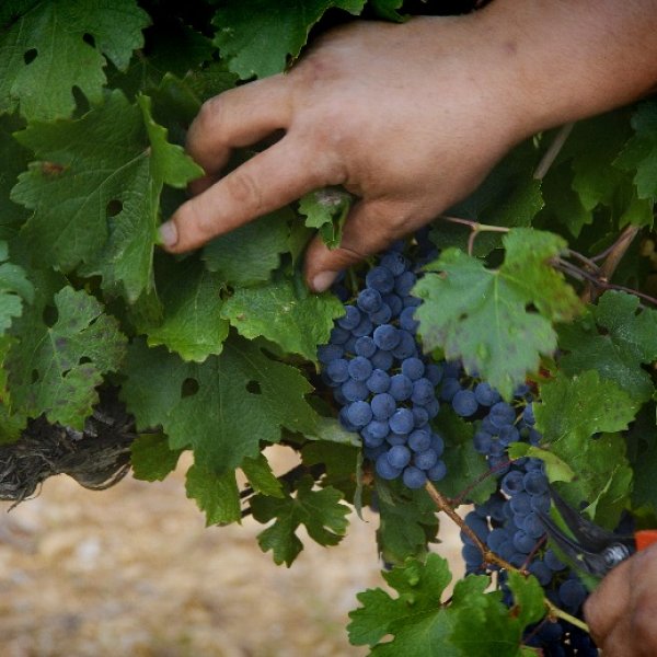 The grape varieties Languedoc Cœur Hérault