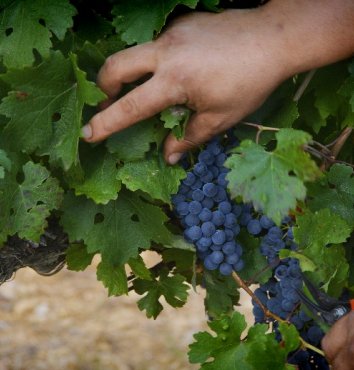 Grappe de raisins rouge sur un cep de vigne - les cépages dans les vins du Languedoc Cœur d’Hérault
