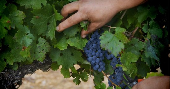 Grappe de raisins rouge sur un cep de vigne - les cépages dans les vins du Languedoc Cœur d’Hérault