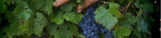 Grappe de raisins rouge sur un cep de vigne - les cépages dans les vins du Languedoc Cœur d’Hérault