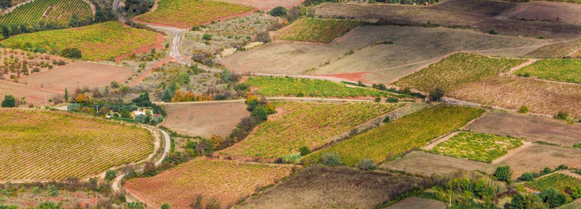 Paysages de vignes en coeur d'Hérault