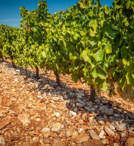 LES VIGNERONS DE SAINT-FELIX - SAINT-JEAN 