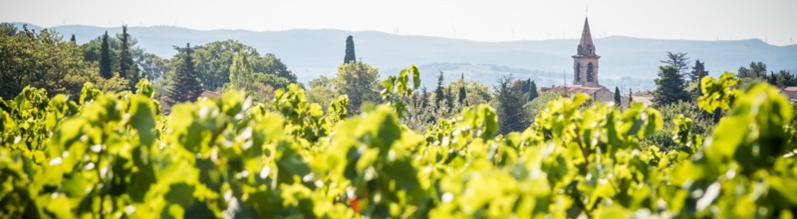 LES VIGNERONS DE SAINT-FELIX - SAINT-JEAN  © 2016 - Sud de France Développement/Vignoble des deux terres - Office de tourisme du Clermontais