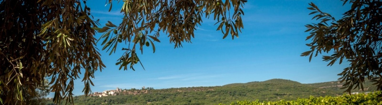 LES VIGNERONS DE SAINT-FELIX - SAINT-JEAN  © 2016 - Sud de France Développement/Vignoble des deux terres - Office de tourisme du Clermontais