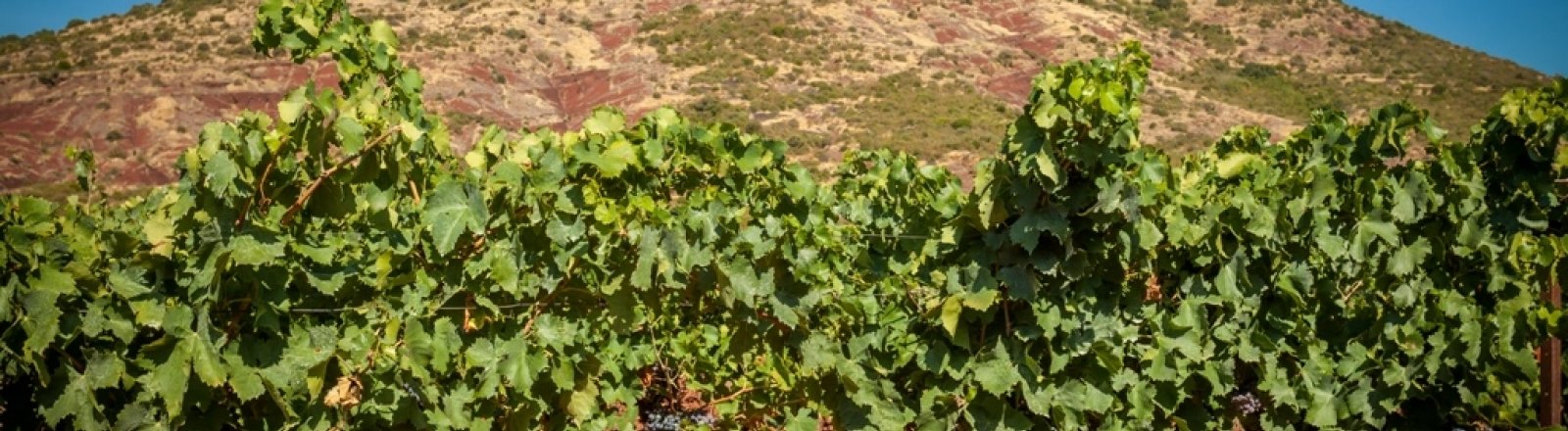LES VIGNERONS DE SAINT-FELIX - SAINT-JEAN  © 2016 - Sud de France Développement/Vignoble des deux terres - Office de tourisme du Clermontais