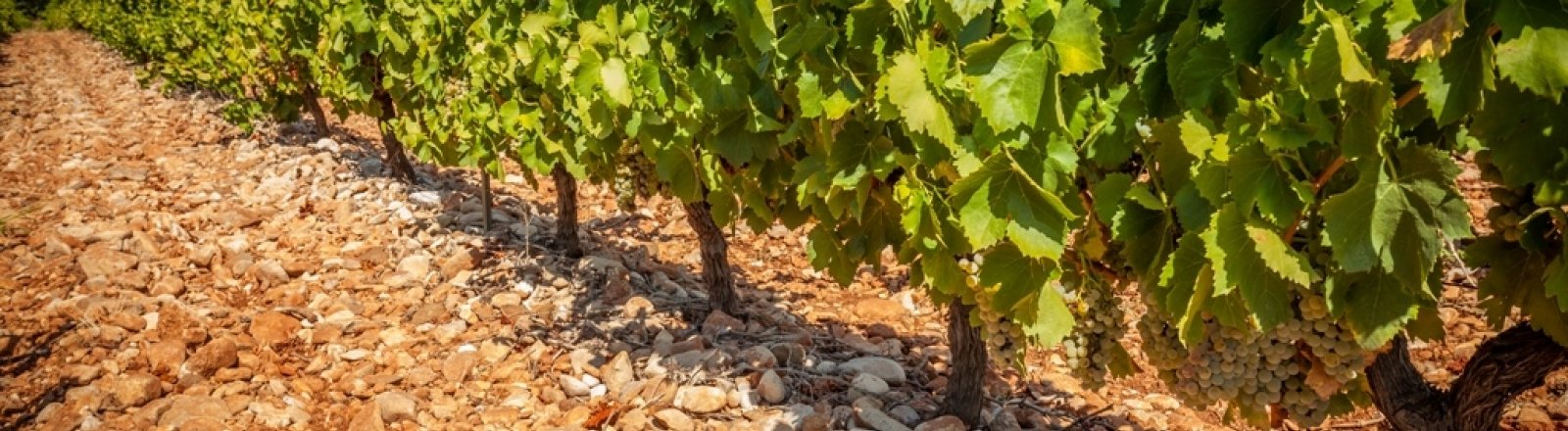 LES VIGNERONS DE SAINT-FELIX - SAINT-JEAN  © 2016 - Sud de France Développement/Vignoble des deux terres - Office de tourisme du Clermontais
