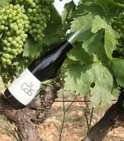 Cuvée Le Cas Rouge, 100% Carignan, Mas Conscience à Saint-Jean-de-Fos