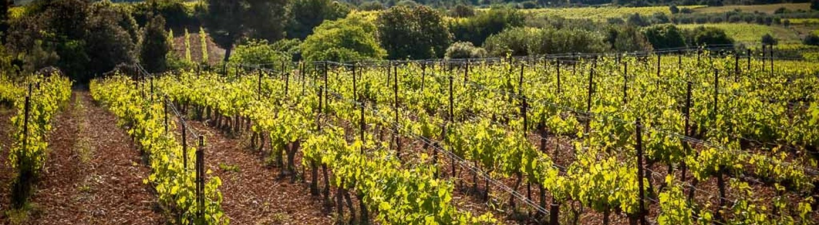 Buy 2015 Mas De La Seranne Griottiers Price And Reviews At Drinks Co