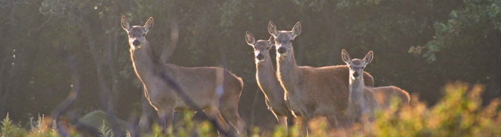 PARC DU PRIEURE DE GRANDMONT © Prieuré