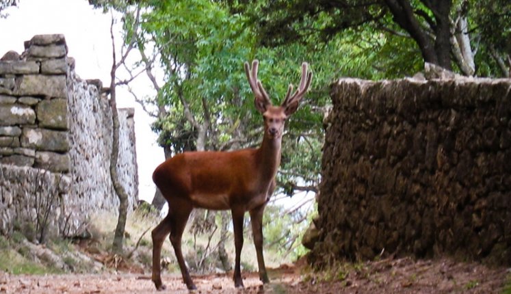 PARC DU PRIEURE DE GRANDMONT