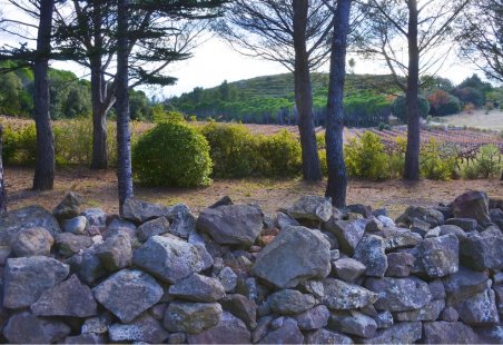 Paysage viticole - Terrasses du Larzac