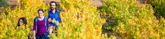 Randonnée dans les vignobles à l'automne