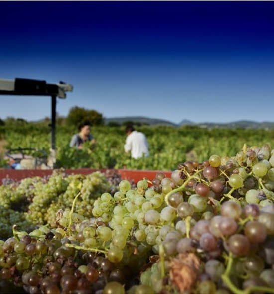 Vendanges manuelles en Languedoc Cœur d’Hérault – raisin blanc dans une benne de tracteur