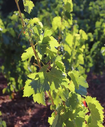 Vigne en Languedoc, Coeur d'Hérault