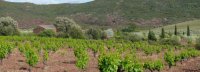 Mazet et vignes