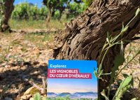 Carte Oenotouristique - Vigne