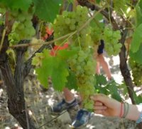 Vignes