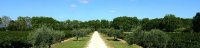 Allée d’oliviers, Domaine de la Grande Sieste à Aniane, Languedoc