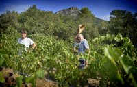 Travail dans les vignes sur le terroir de l’AOC Languedoc Cabrières - Estabel