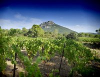Vue sur les vignes et le Pic de Vissou à Cabrières
