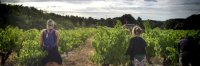 Travail de la vigne - Castelbarry