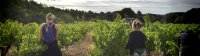 Travail de la vigne - Castelbarry