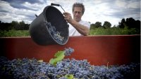 Vendanges à Montpeyroux - Travail de la vigne, raisins noirs – Castelbarry