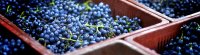 Vendanges au domaine de la Domaine de la  Dourbie