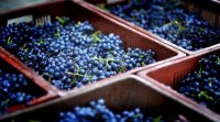Vendanges au domaine de la Domaine de la  Dourbie