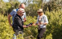 Les évènement vignerons en Languedoc, Coeur d'Hérault