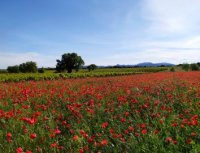 Le vignoble du Languedoc Coeur d'Hérault au printemps