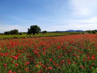 Le vignoble du Languedoc Coeur d'Hérault au printemps