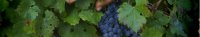 Grappe de raisins rouge sur un cep de vigne - les cépages dans les vins du Languedoc Cœur d’Hérault
