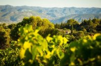 MAS DE DAUMAS GASSAC